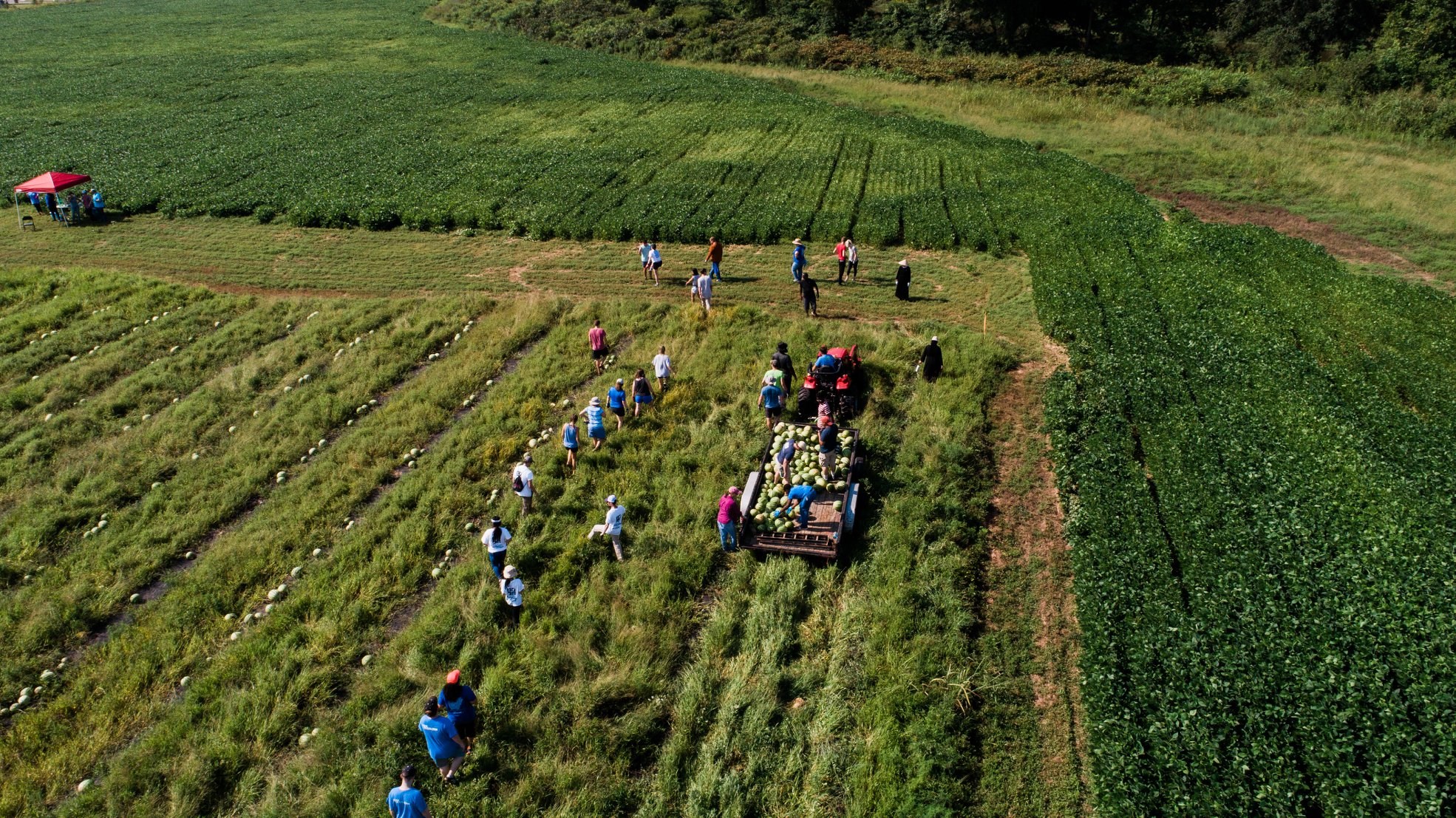 Potato Gleaning Community Service Opportunity